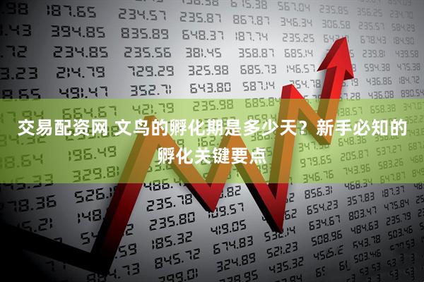 交易配资网 文鸟的孵化期是多少天？新手必知的孵化关键要点